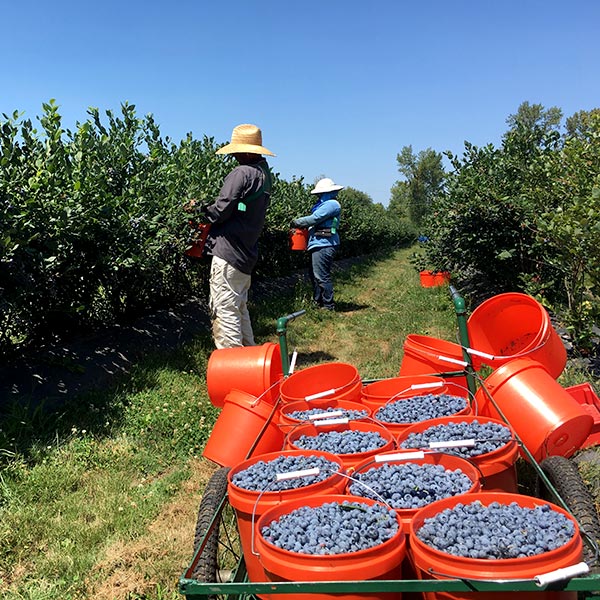 ブルーベリー生産者