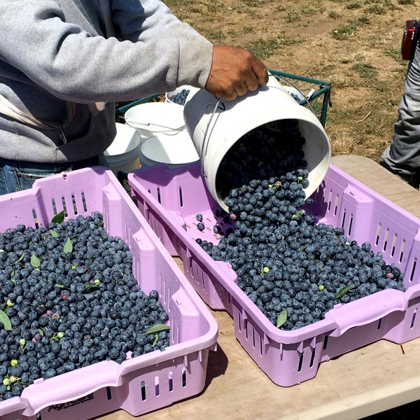 ブルーベリー生産者