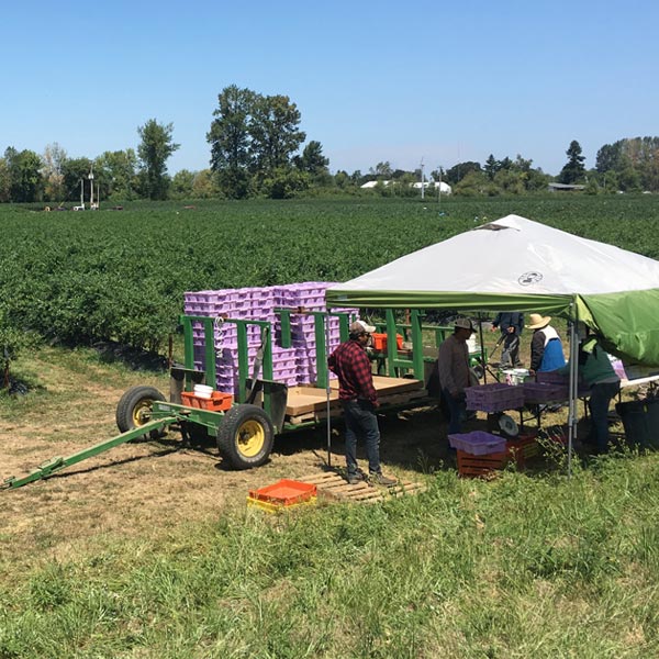 ブルーベリー生産者