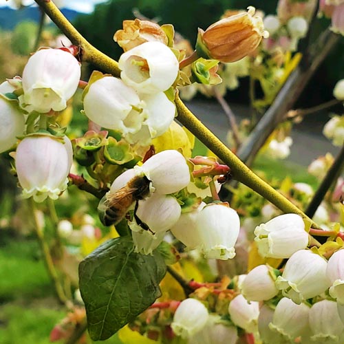 開花（受粉期）