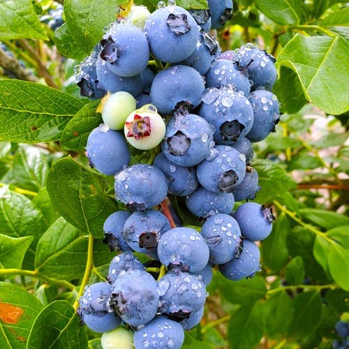 着色（緑⇒赤紫⇒青）