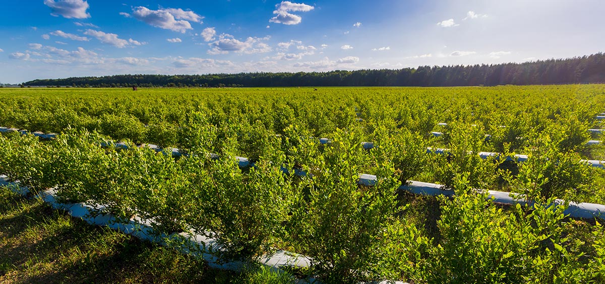 オレゴンイメージ