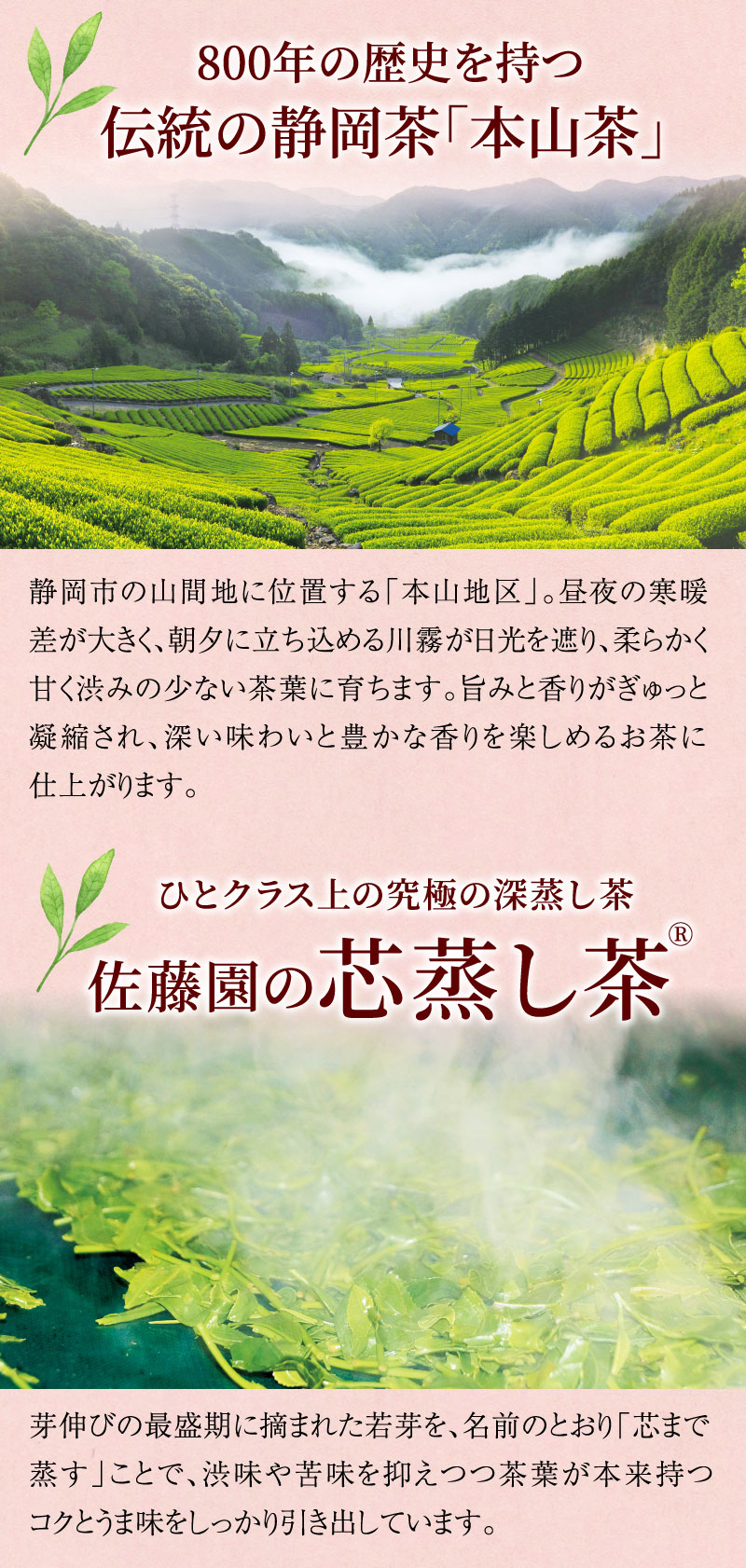 本山茶／佐藤園の芯蒸し茶