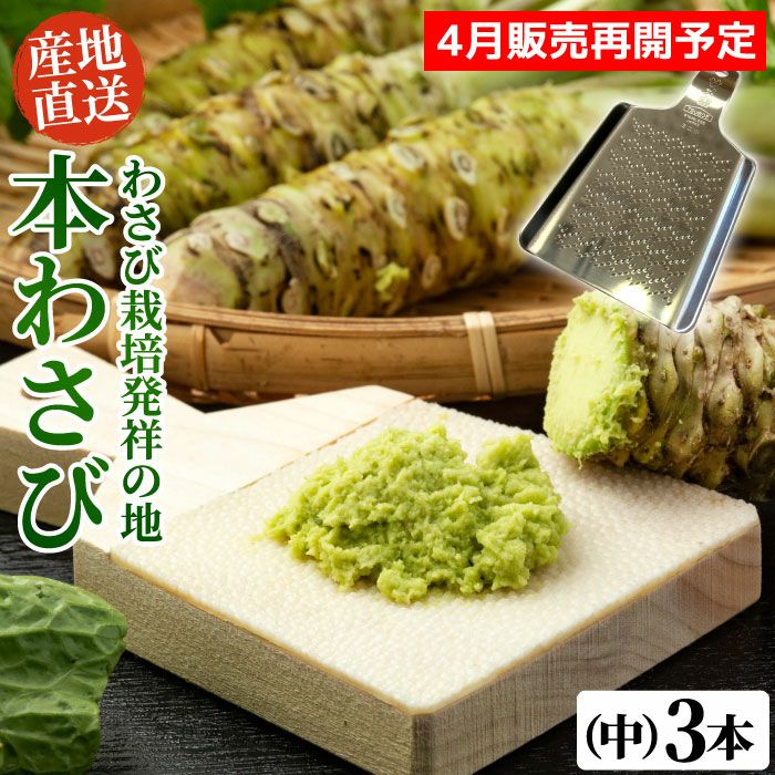 本生わさび 農家直送 収穫したて １本４０g前後〜７０g前後 合計１キロ 本わさび（特大サイズ／1本100g以上） 1本 | 大五グルメセレクション