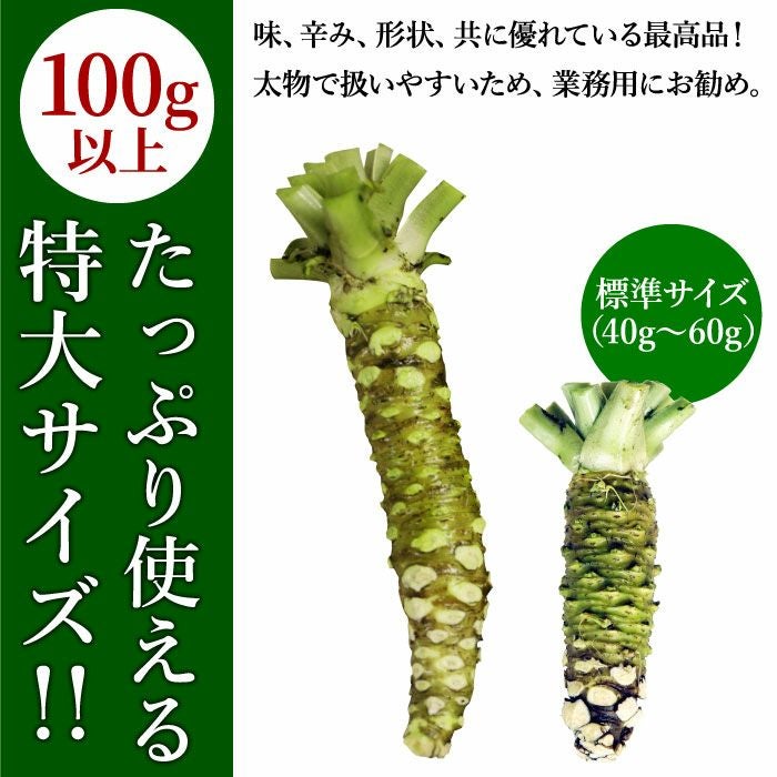 本生わさび 農家直送 収穫したて 大サイズ 特大サイズ 本わさび（特大サイズ／1本100g以上） 1本 | 大五グルメセレクション