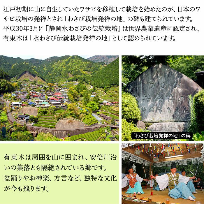 本生わさび 農家直送 収穫したて 大サイズ 特大サイズ 本わさび（特大サイズ／1本100g以上） 1本 | 大五グルメセレクション