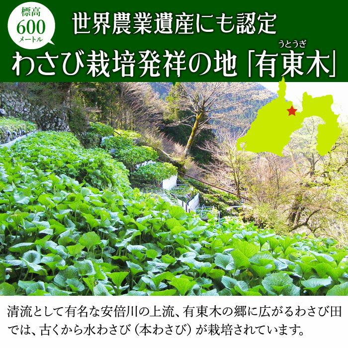 わさび栽培発祥の地「有東木」の本わさび 中サイズ500gセット（1本40g