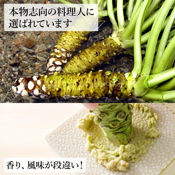 わさび栽培発祥の地「有東木」の本わさび 中サイズ500gセット（1本40g