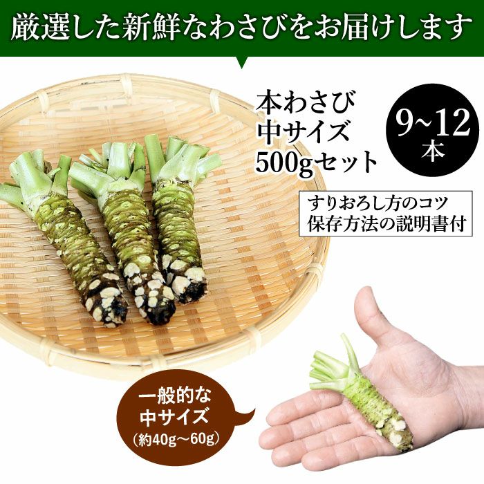 わさび栽培発祥の地「有東木」の本わさび 中サイズ500gセット（1本40g