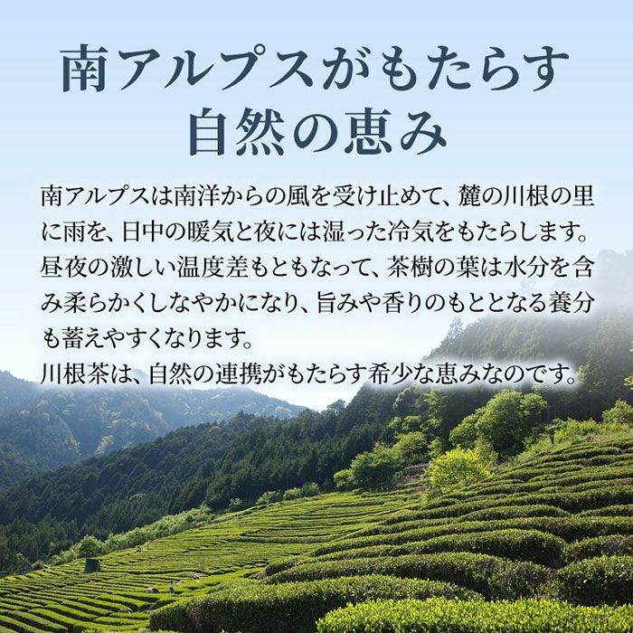 特上川根茶 100g×2袋 【ギフトボックス】 | 大五グルメセレクション