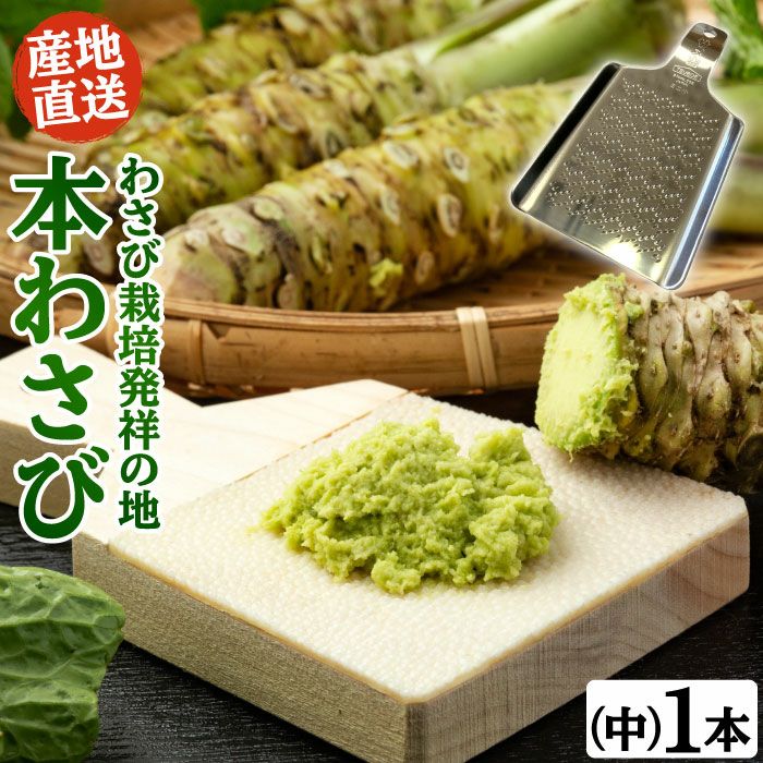 本生わさび 農家直送 一口 使い切りサイズ 佐賀県産】『本わさび』使い切りサイズ 5本入り（1本30-40g）：長崎県