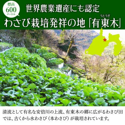 本生わさび　農家直送 収穫したて わさび栽培発祥の地「有東木」の本わさび 大サイズ1本（60g～100g