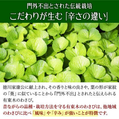本生わさび 農家直送 収穫したて 大サイズ 特大サイズ 本わさび（特大サイズ／1本100g以上） 1本 | 大五グルメセレクション