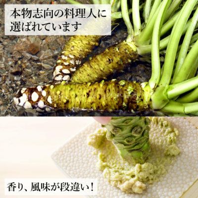 わさび栽培発祥の地「有東木」の本わさび 大サイズ1本（60g～100g
