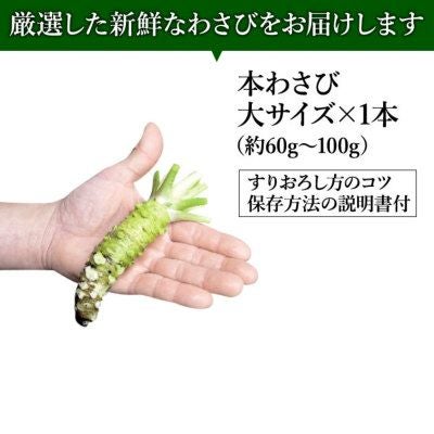本生わさび 農家直送 収穫したて 大サイズ 特大サイズ 楽天市場】本わさび 大サイズ1本（60g〜100g） 本わさび 生わさび